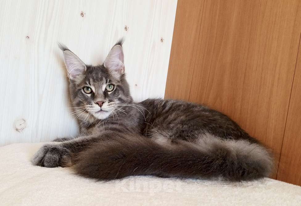 Кошки в Владимире: Котик мейн-кун - голубусик Мальчик, 60 000 руб. - фото 2