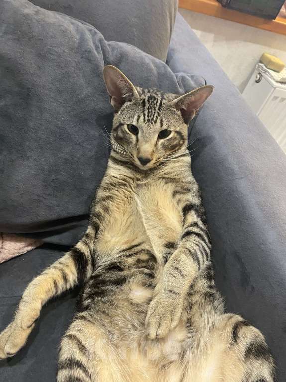 Кошки в Тюмени: Отдам в добрые руки двух ориентальных кошек, один мальчик и девочка они пара Мальчик, Бесплатно - фото 1