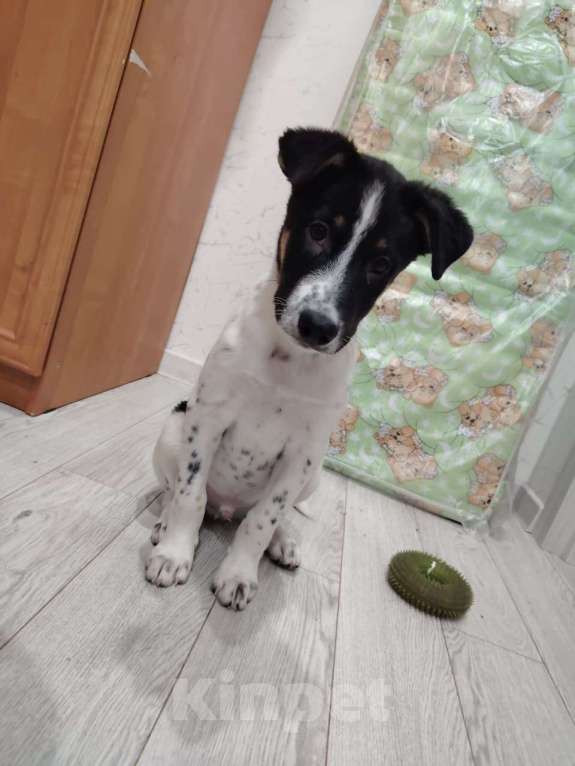 Собаки в Москве: Спайк якутенок Мальчик, Бесплатно - фото 6