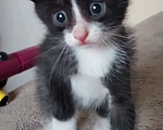 Кошки в Улане-Удэ: Отдам в хорошие руки красивых и умных котят 😻 Разнополые, Бесплатно - фото 3