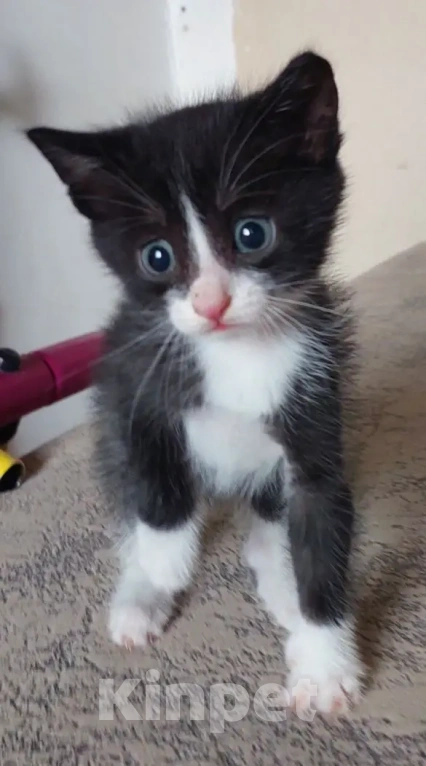 Кошки в Улане-Удэ: Отдам в хорошие руки красивых и умных котят 😻 Разнополые, Бесплатно - фото 3
