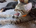 Кошки в Москве: Котята - девочки ищут дом! Девочка, Бесплатно - фото 6