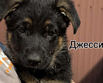 Собаки в других городах Владимирской области: Дейзи  Девочка, 75 000 руб. - фото 3