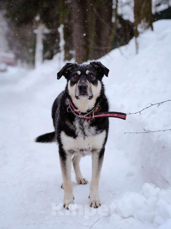 Собаки в Москве: Домашняя собака -компаньон Девочка, Бесплатно - фото 7