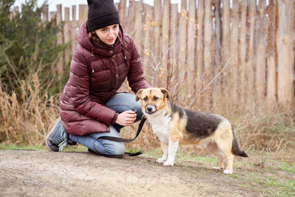 Собаки в Москве: Перчик, 1 год - в добрые руки Мальчик, Бесплатно - фото 1