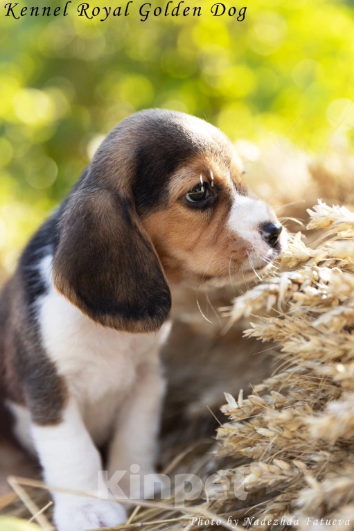 Собаки в Рязани: Девочка бигль Девочка, 60 000 руб. - фото 6