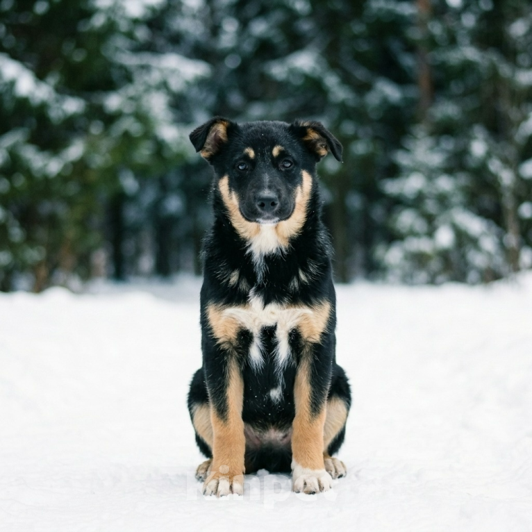 Собаки в Москве: щенок Грейс в добрые руки Девочка, Бесплатно - фото 5