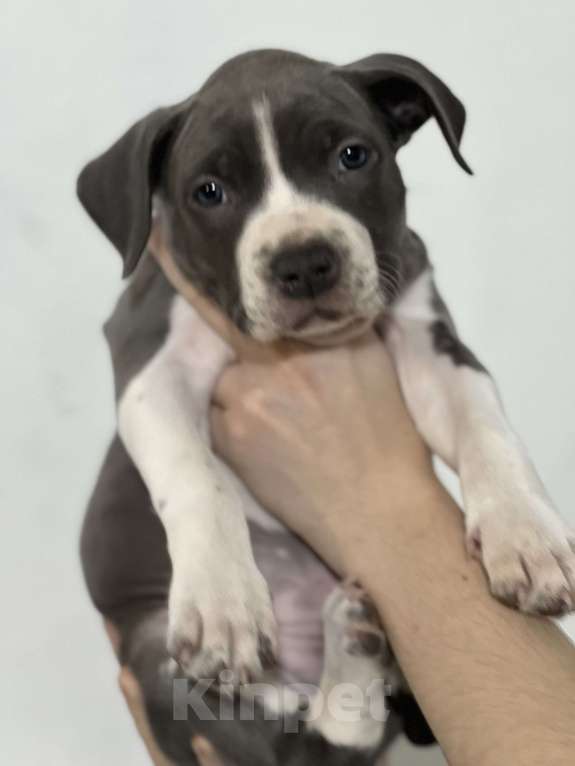 Собаки в Москве: Девочка 2 Девочка, 50 000 руб. - фото 2