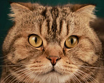 Кошки в Лобне: Мальчишка в поиске дома  Мальчик, 25 руб. - фото 1