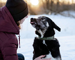 Собаки в Москве: Молодой, активный, дружелюбный мальчишка Мальчик, Бесплатно - фото 5