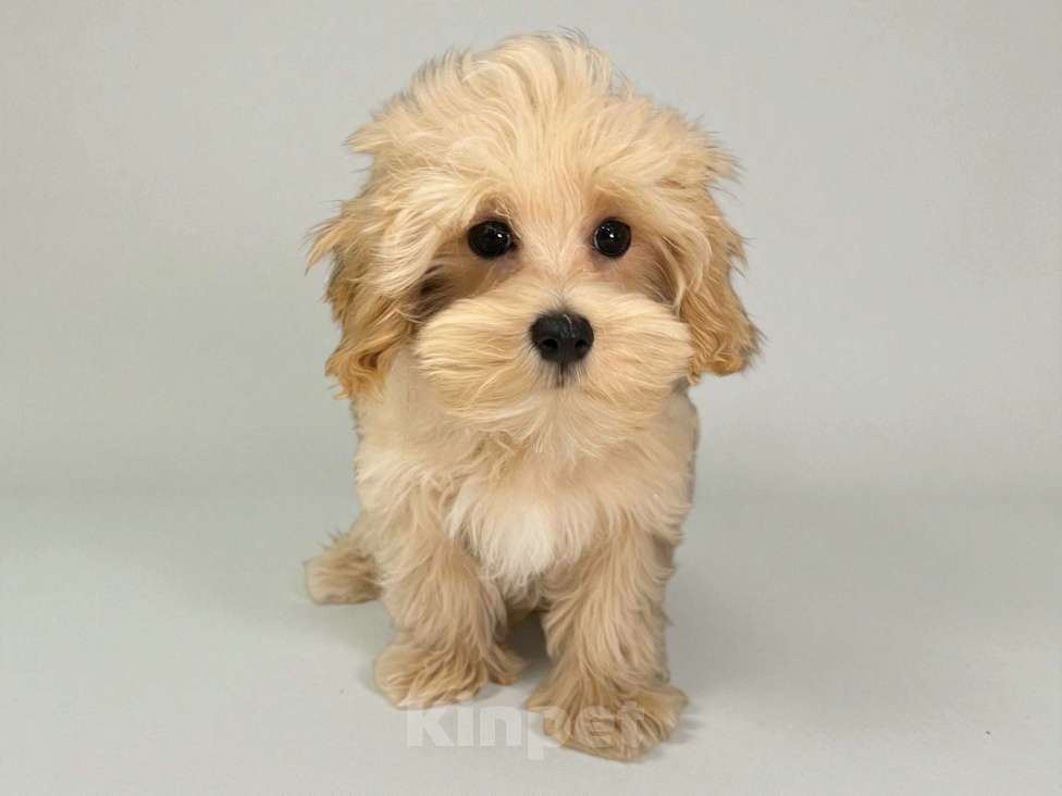 Собаки в Москве: Мальчик Мальтипу F1 Мальчик, 120 000 руб. - фото 3