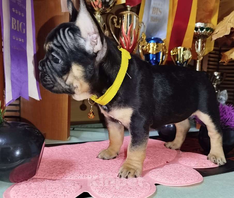 Собаки в Владимире: Девочка французский бульдог  Девочка, 80 000 руб. - фото 2