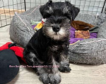 Собаки в Москве: Щенок Цвергшнауцера черный с серебром девочка. Девочка, 70 руб. - фото 1