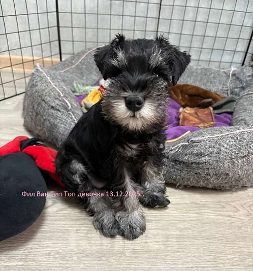 Собаки в Москве: Щенок Цвергшнауцера черный с серебром девочка. Девочка, 70 руб. - фото 1