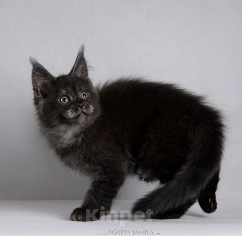 Кошки в Москве: Мейн-кун Зорро сладкий пирожок Мальчик, 105 000 руб. - фото 7