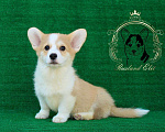 Собаки в других городах Краснодарского края: Девочка Вельш корги пемброк Девочка, 40 000 руб. - фото 1