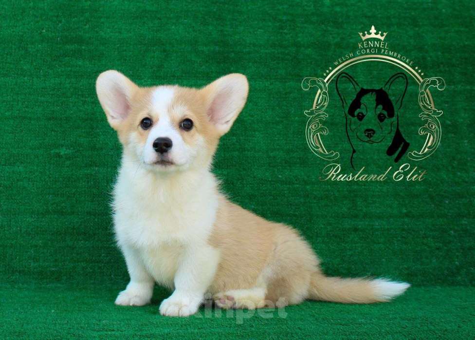 Собаки в других городах Краснодарского края: Девочка Вельш корги пемброк Девочка, 40 000 руб. - фото 1