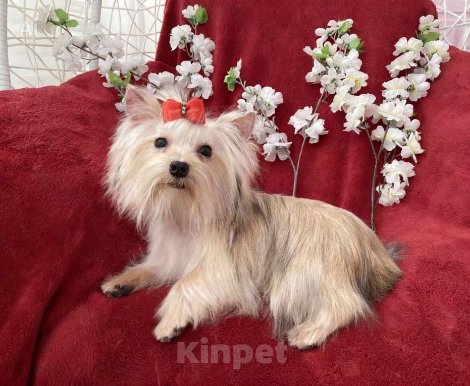 Собаки в Москве: Мини йорк девочка золотая подрощенная Девочка, 80 000 руб. - фото 6