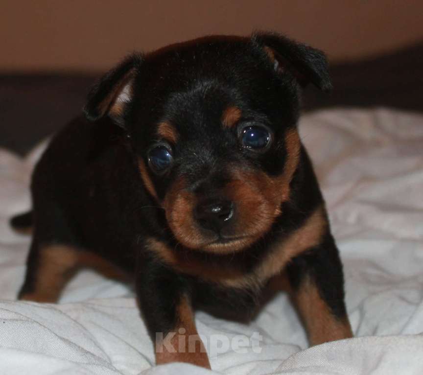 Собаки в Москве: Продаются щенки пражского крысарика Мальчик, 80 000 руб. - фото 3