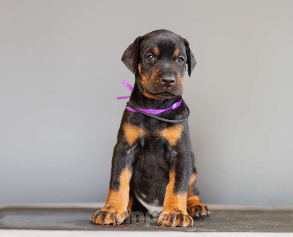 Собаки в Москве: Щенки добермана Мальчик, 110 000 руб. - фото 5