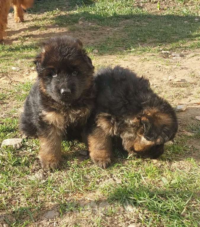 Собаки в Москве: Щенки немецкой длинношерстной овчарки  Мальчик, Бесплатно - фото 2