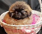 Собаки в Самаре: Пекинес красотка Девочка, Бесплатно - фото 2
