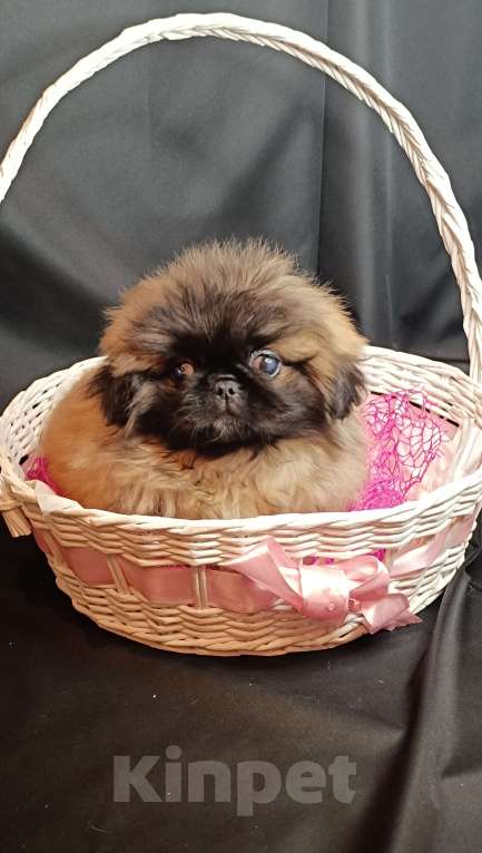 Собаки в Самаре: Пекинес красотка Девочка, Бесплатно - фото 2