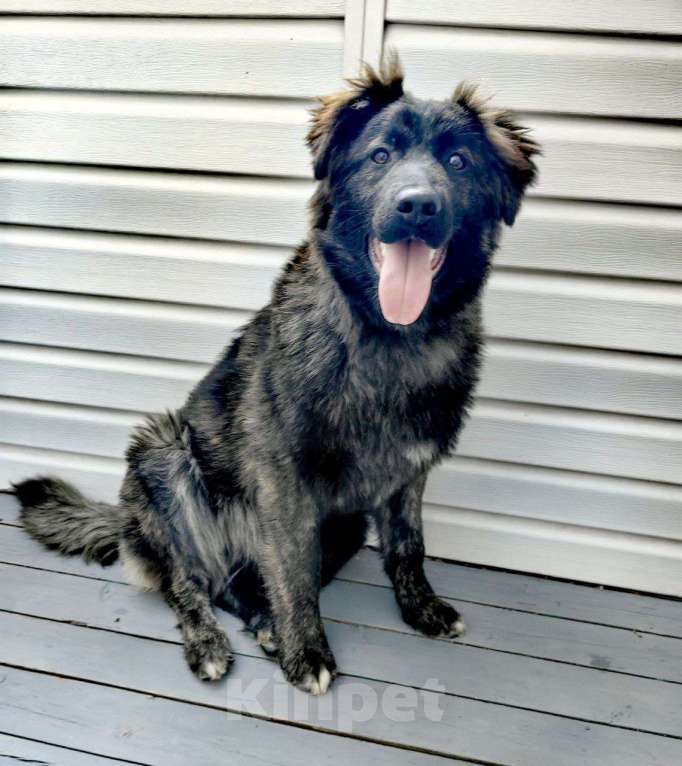 Собаки в Долгопрудном: щенок бесплатно Мальчик, Бесплатно - фото 6