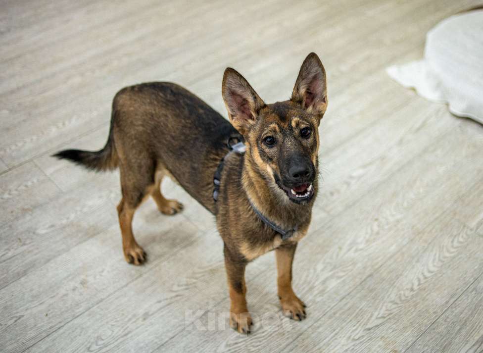 Собаки в Москве: Щенок бесплатно Москва Девочка, Бесплатно - фото 4