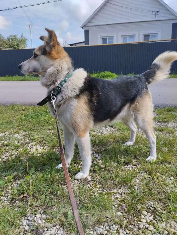 Собаки в Липецке: Собака в добрые руки  Мальчик, Бесплатно - фото 5