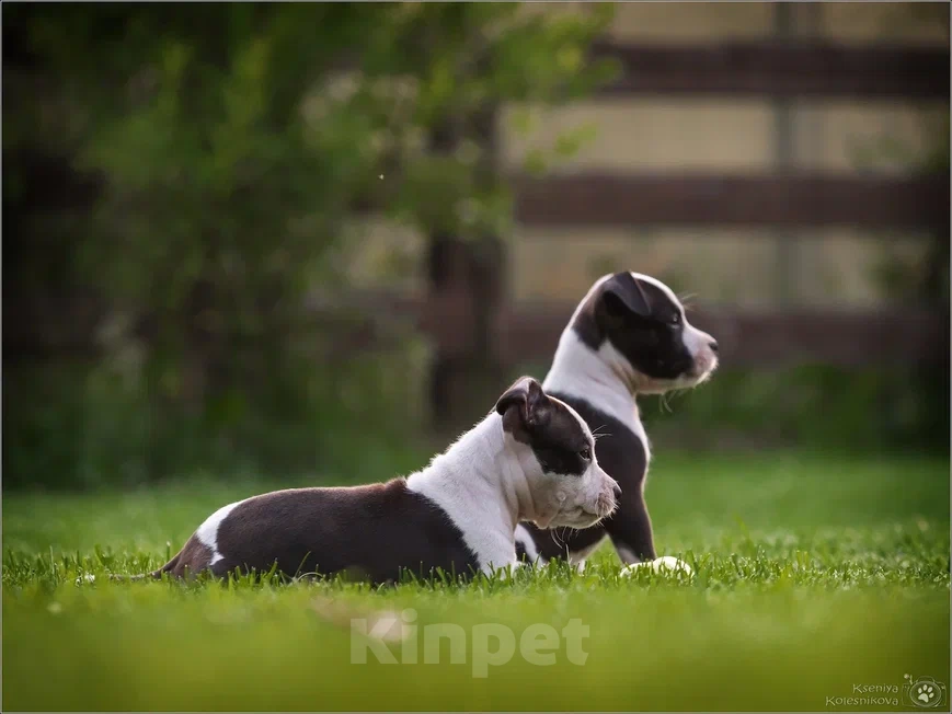 Собаки в Самаре: Щенки АСТ в питомнике, 30 000 руб. - фото 10