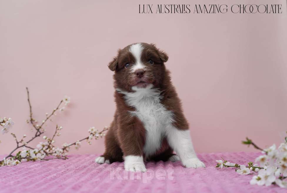 Собаки в Краснодаре: Щенки австралийской овчарки Мальчик, 100 000 руб. - фото 3