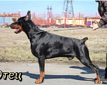 Собаки в Краснодаре: Высокопродные щенки добермана, 50 000 руб. - фото 10