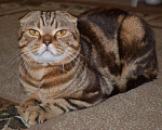 Кошки в Новочебоксарске: Вязка шотландского вислоухого, 1 000 руб. - фото 1