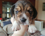Собаки в Пензе: Щенки Бигли, 30 000 руб. - фото 2