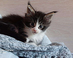 Кошки в Лянторе: Мейн кун классика и полидакты., 20 000 руб. - фото 6