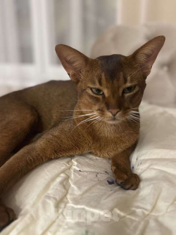 Кошки в других городах Московской области: ❗️❗️❗️Пропал абиссинец❗️❗️❗️ Мальчик, 5 000 руб. - фото 1