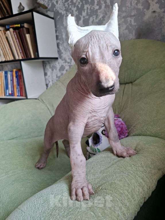 Собаки в Москве: Ксолоитцкуинтли стандарт щенок Мальчик, 85 000 руб. - фото 2
