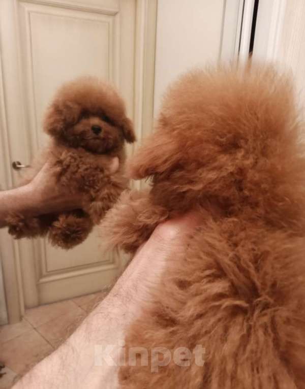 Собаки в Москве: Той-пудель, Китай  Девочка, 135 000 руб. - фото 4