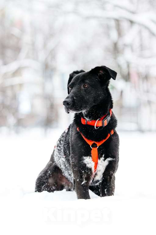 Собаки в Москве: Ваниль в поисках своей семьи! Девочка, Бесплатно - фото 4