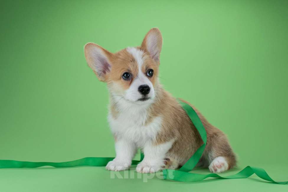 Собаки в Москве: Щенки вельш-корги пемброк Мальчик, 45 000 руб. - фото 5