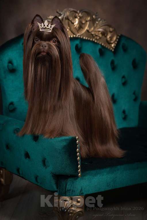 Собаки в Москве: Русалка для вязки Мальчик, 15 000 руб. - фото 2