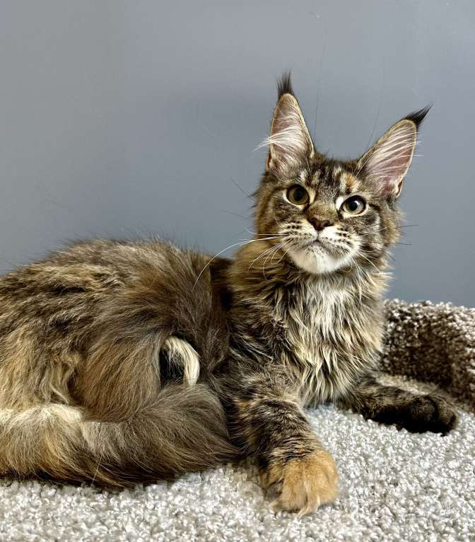 Кошки в Дедовске: Очаровашка-тигровая черепашка Девочка, 35 000 руб. - фото 4