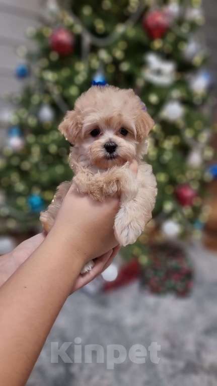 Собаки в Москве: Супер мини Мальтипу  Девочка, 120 000 руб. - фото 9