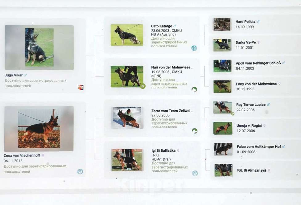 Собаки в других городах Московской области: Собаки щенки немецкой овчарки рабочего разведения Девочка, 80 000 руб. - фото 7