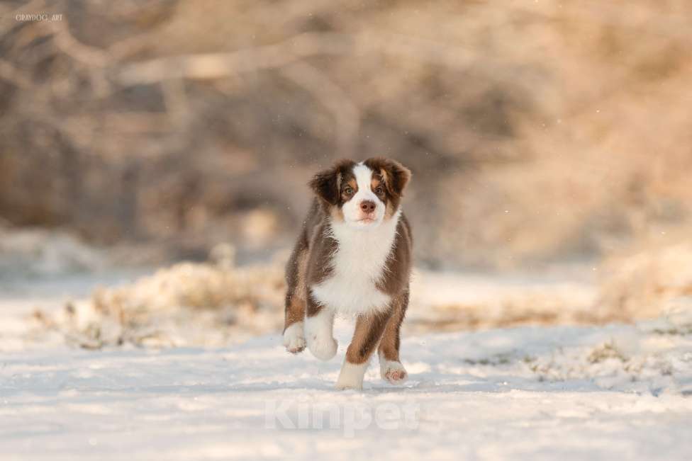 Собаки в Москве: Австралийская овчарка щенок  Мальчик, 45 000 руб. - фото 1