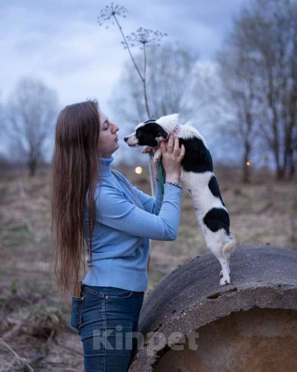 Собаки в Москве: Маленькая собачка срочно ищет дом! Девочка, 4 кг Девочка, Бесплатно - фото 4