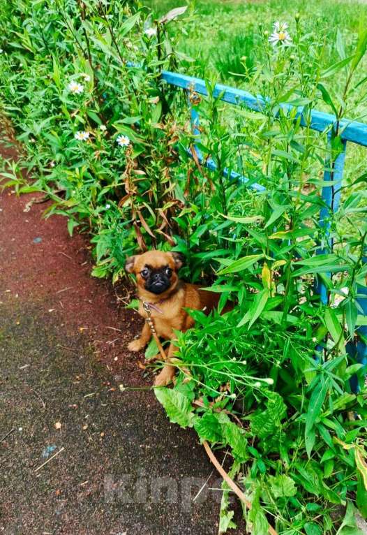 Собаки в Москве: Яркий мальчик пти-брабансон Мальчик, 50 000 руб. - фото 3