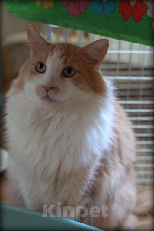 Кошки в Москве: Тоша ждёт семью Мальчик, Бесплатно - фото 2