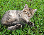 Кошки в Уфе: 5 котёнок Девочка, Бесплатно - фото 2